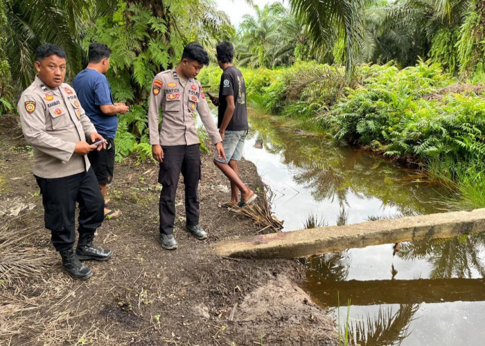 Buruh Panen di Batu Engau Ditemukan Bersimbah Darah di Tepi Parit Kebun Sawit, Diduga Diterkam Buaya