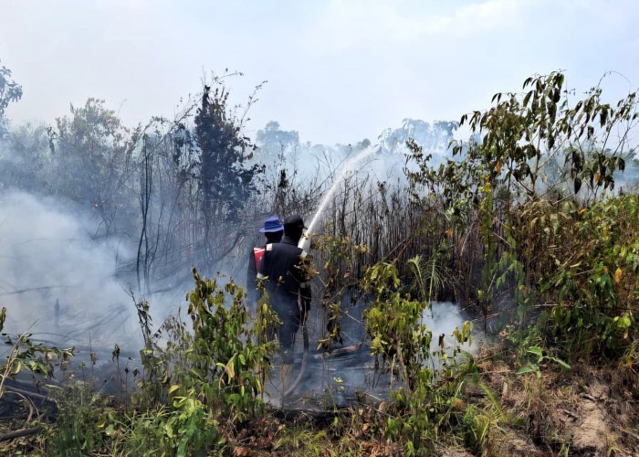 Karhutla di Paser Sudah Capai 1.000 Hektare Lebih, Kejadian Terbanyak di Tanah Grogot