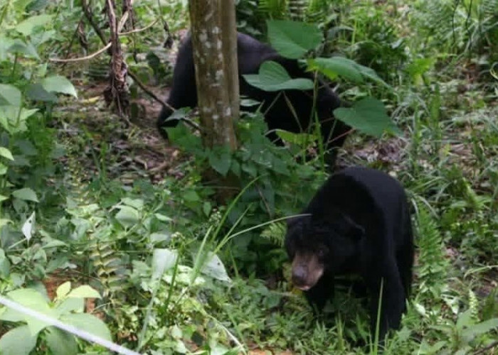 Beruang Madu Muncul di Desa Marah Haloq, Warga Diminta Hindari Area Rawan