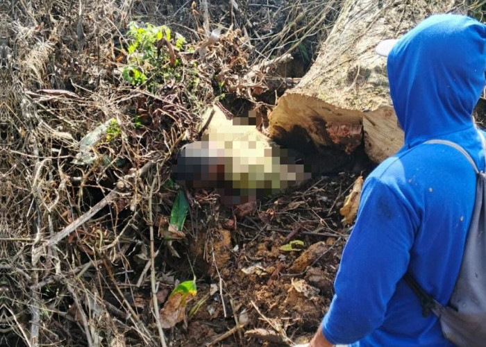 Pria 58 Tahun Meninggal Tertindih Pohon di Kebunnya Sendiri