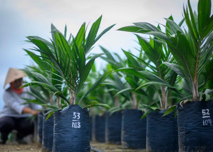 Permintaan Benih Sawit Melonjak hingga Kaltara
