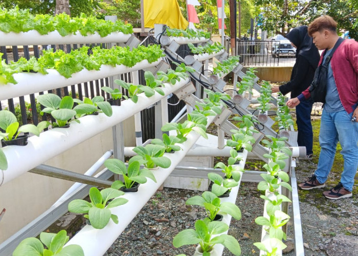 Wujudkan Ketahanan Pangan, Dinas Pangan Ajak Masyarakat Tanam Sayur Secara Hidroponik