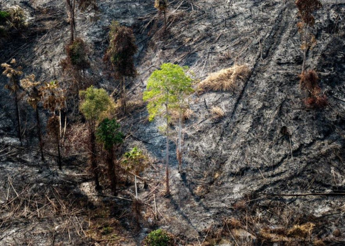 Otorita IKN Temukan Bekas Tebangan di Lokasi Kebakaran Bukit Tengkorak