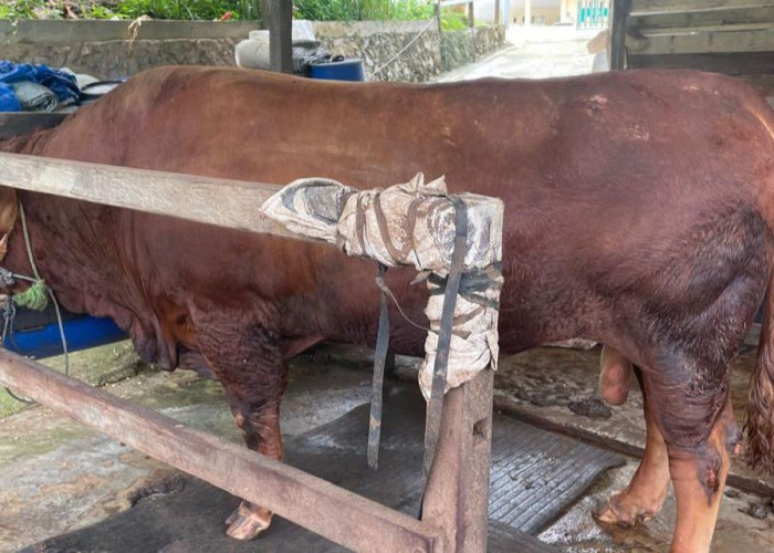 Sapi Limosin Seberat 1 Ton Milik Peternak di Long Ikis Terpilih jadi Hewan Kurban Bantuan Presiden