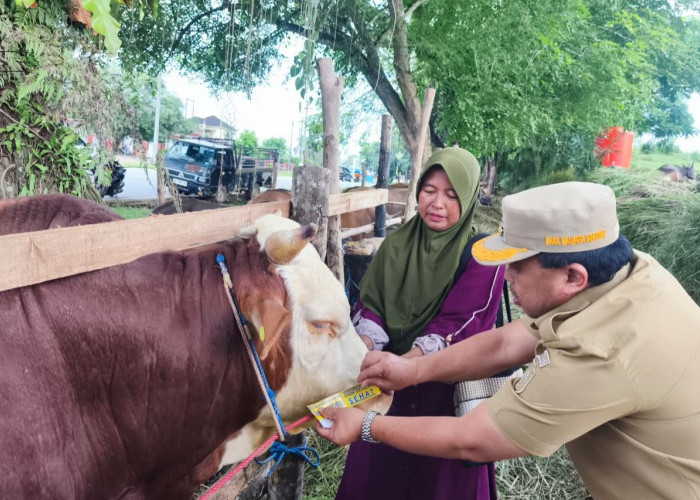 Penyerapan Hewan Kurban Tahun Ini Meningkat, Agus Haris: Daya Beli Masyarakat Masih Tinggi