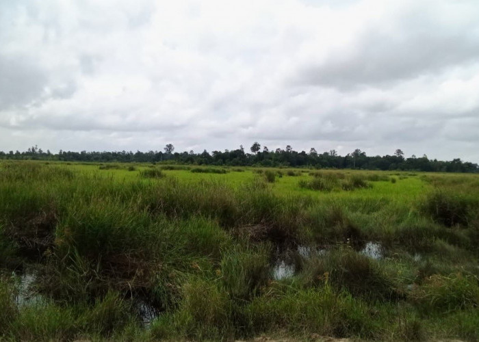 Ratusan Hektare Lahan Produktif Jerang Melayu Tak Bisa Digarap, Diduga Terdampak Outlet PT MKB