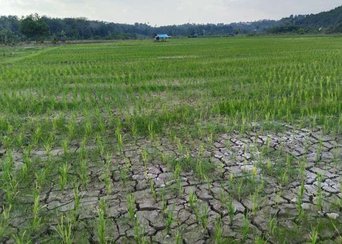 Kekeringan Melanda Sawah Bukit Biru, Petani Minta Distanak Respons Cepat