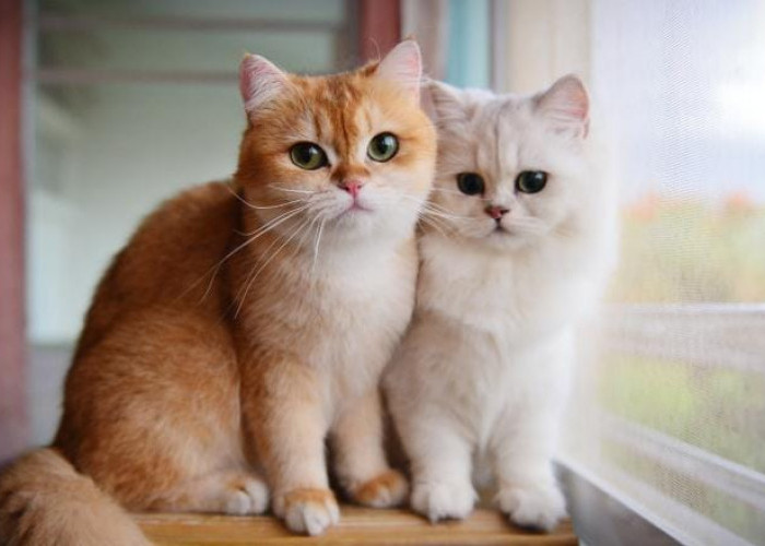 Sering Dianggap Mistis, Ini Fakta Kucing Mati di Rumah yang Sebenarnya