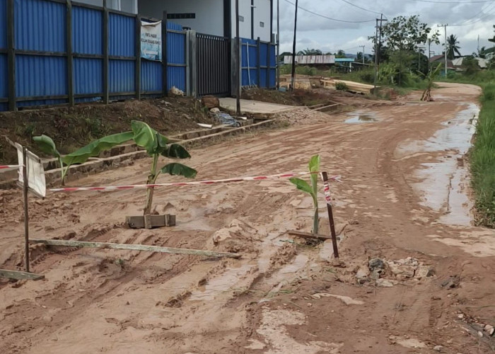 Warga Singa Geweh Tanam Pisang di Jalan, Kesal Dua Tahun Akses Rusak Tak Ditangani