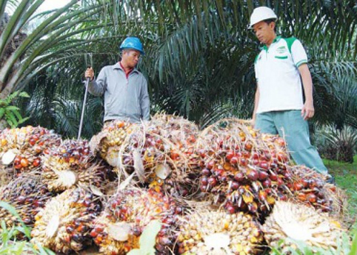 Harga TBS Sawit di Kukar Kembali Menguat, Capai Rp 3.300 per Kilogram 