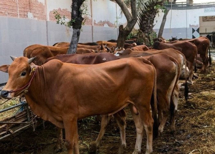 Produksi Daging Kaltim Rendah, Hetifah Sebut Kuncinya di SDM Bukan Cuma Jumlah Ternak