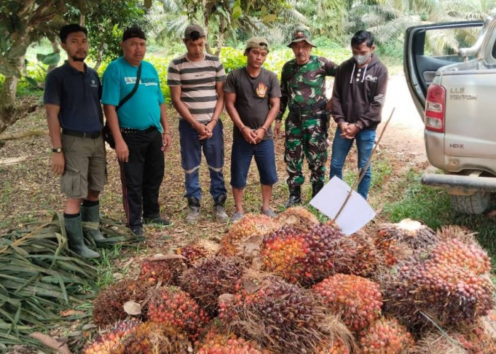 Gelapkan Brondolan Sawit, 3 Pekerja PT Prima Mitrajaya Mandiri Berurusan dengan Polisi