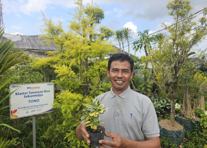 Kisah Klaster Usaha Tanaman Hias Binaan BRI, Kini Sukses Jadi Mata Pencaharian Warga