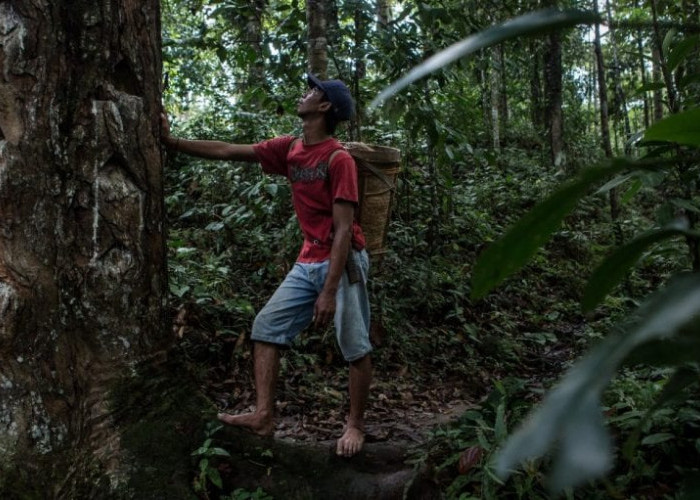 250 Ribu Hektare Lahan Hutan Dibebaskan untuk Perhutanan Sosial 