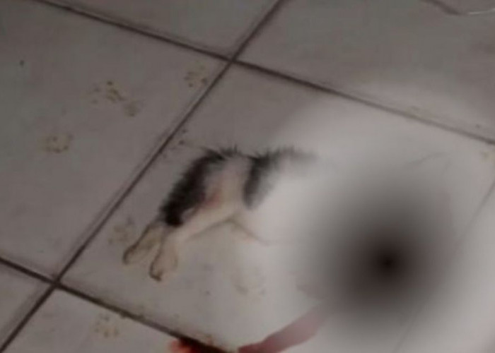 4 Anak Kucing Ditemukan Tewas Mengenaskan di SMKN 3 Balikpapan, Dugaan Penganiayaan Dilaporkan ke Polisi