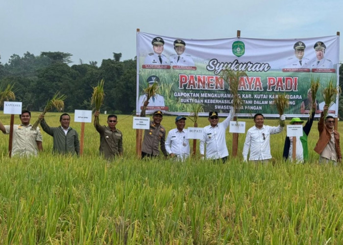 Panen Raya di Tenggarong, Petani Kukar Sudah Mampu Hasilkan 4 Ton Per Hektare