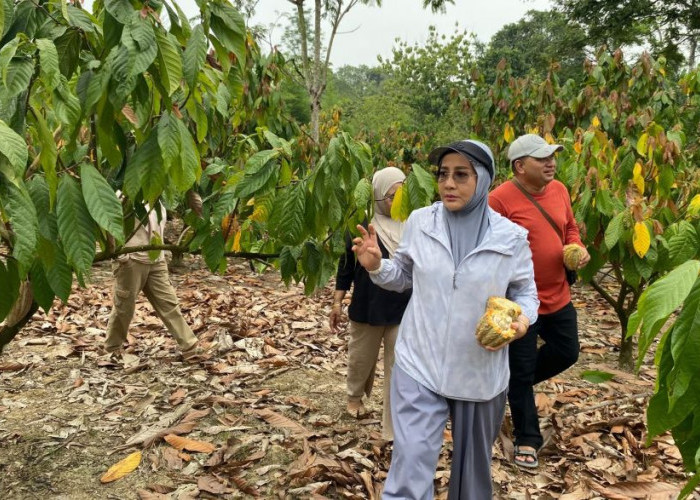 Berau Siap Garap 400 Hektare Komoditas Kakao dan Kelapa Dalam