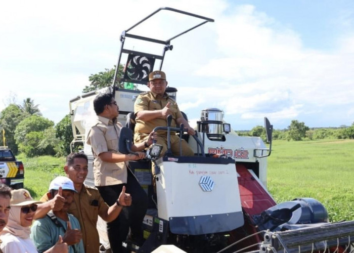 Lawan El Nino, Petani Babulu Kini Punya Senjata Baru Pemangkas Waktu Panen