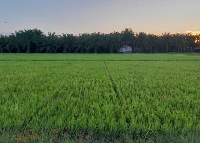 Optimalisasi Lahan Tidur untuk Lumbung Pangan, Mudyat Noor Janji Rutin Turun ke Desa