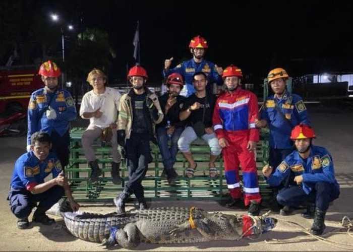 Buaya 2,5 Meter Naik ke Permukiman Warga Teluk Lingga Kutim