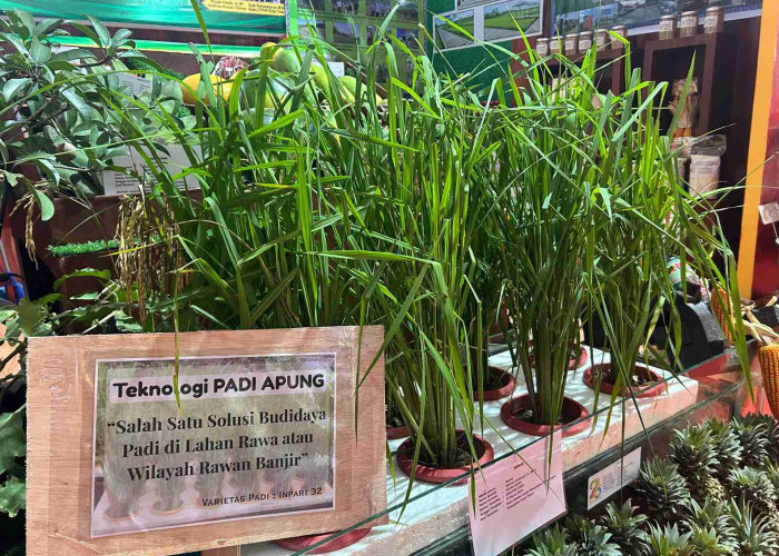 DTPHP Kutim Perkenalkan Teknologi Padi Apung untuk Atasi Lahan Rawan Banjir