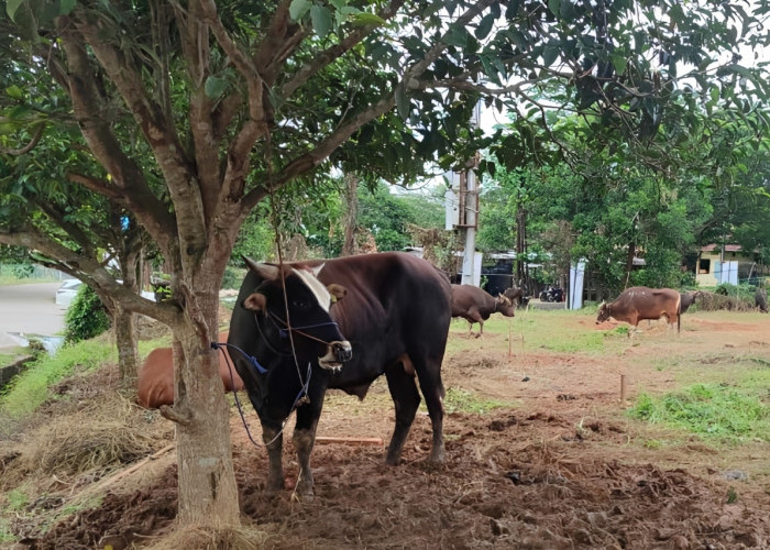 6.000 Sapi Kurban Beredar di Kukar, Mayoritas dari NTT
