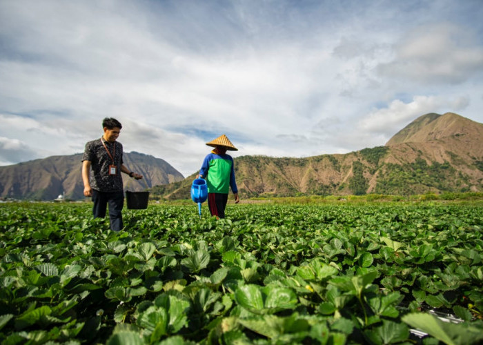 BRI Salurkan KUR Rp83,38 T pada Triwulan II 2025, 63 % Diserap Sektor Pertanian dan Industri Pengolahan