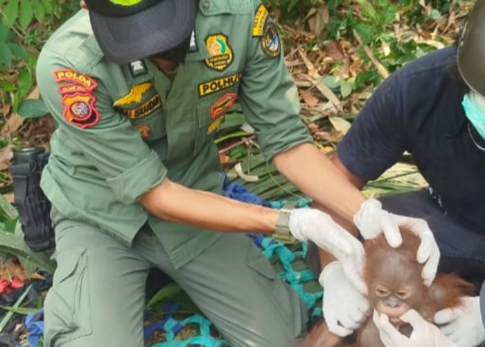 Terdesak Panas Ekstrem, 3 Orangutan Tinggalkan Habitat Masuk Permukiman 
