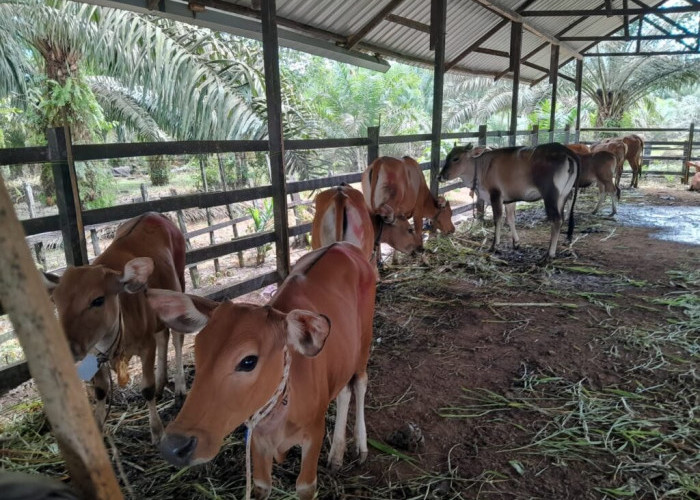 Mahyunadi Ungkap Kendala Besar Pembangunan Breeding Farm Sapi di Kutim 