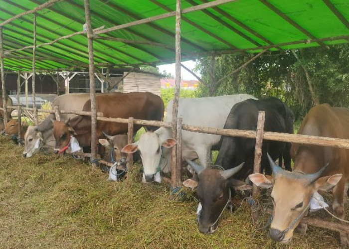 DTPHP Berau Gencar Lakukan Pembinaan Jelang Hari Raya Iduladha