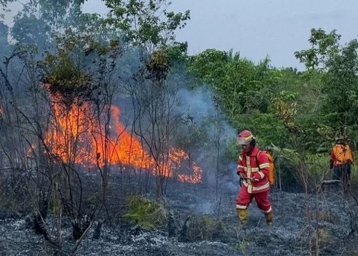 Palaran hingga Sambutan Masuk Pantauan Karhutla BPBD Samarinda di Puncak Musim Panas
