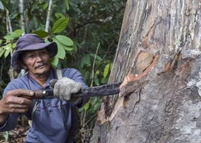 Potensi PNBP Belum Optimal, Realisasi Perhutanan Sosial Kaltim Baru 45 Persen