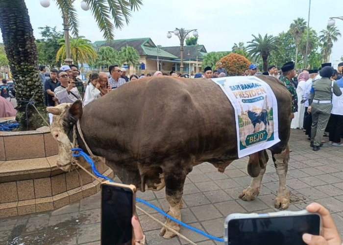 Wamensesneg Klarifikasi Sapi Kurban Prabowo: Ada yang Uang Pribadi