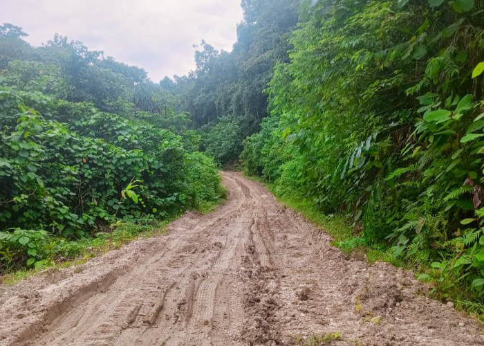 Begini Kondisi Jalan di Sandaran Kutim: Berlumpur Saat Hujan, Kendaraan Sulit Lewat