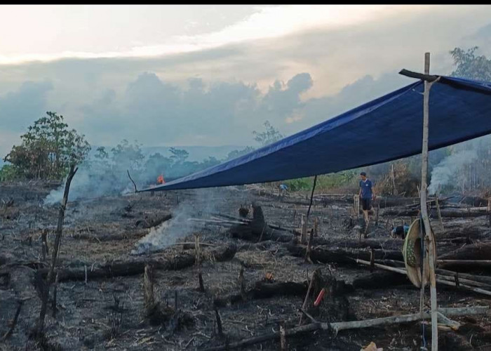 Bentuk Kearifan Lokal, Meski Masyakat Sering Bakar Lahan Pertanian, Kebakaran Hutan di Mahulu Justru Minim