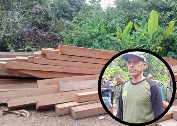 Anggaran Nihil, Barang Bukti Kayu Illegal Logging di Kutai Barat Sulit Diamankan