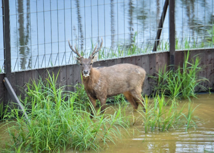 12 Rusa Sambar Dilepasliarkan di Kawasan Hutan IKN