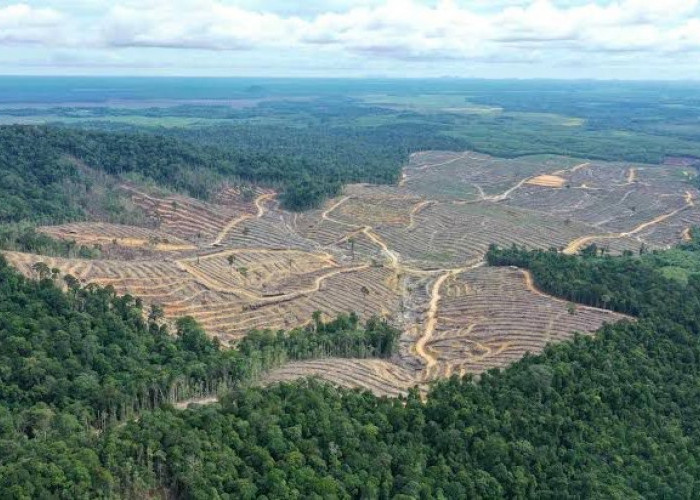 Kaltim Kehilangan 5,2 Juta Hektare Hutan, WALHI: Dibebani Konsesi, Deforestasi Naik 55 Persen