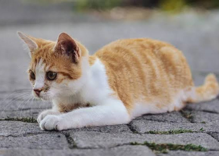  Sakiti Hewan Secara Sengaja Menurut Pandangan Ulama Islam: Haram, Wajib Ganti Rugi 