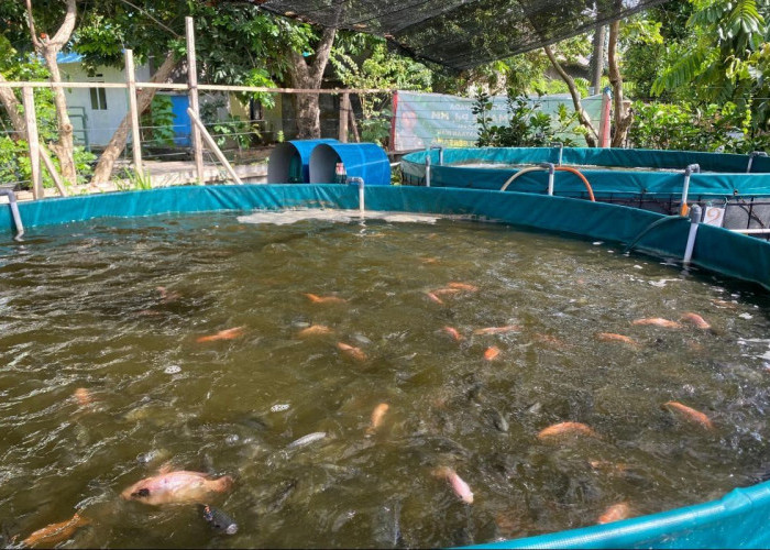 Dukung Ketahanan Pangan Daerah, 6 Kampung di Berau Ditarget Jadi Sentra Bioflok