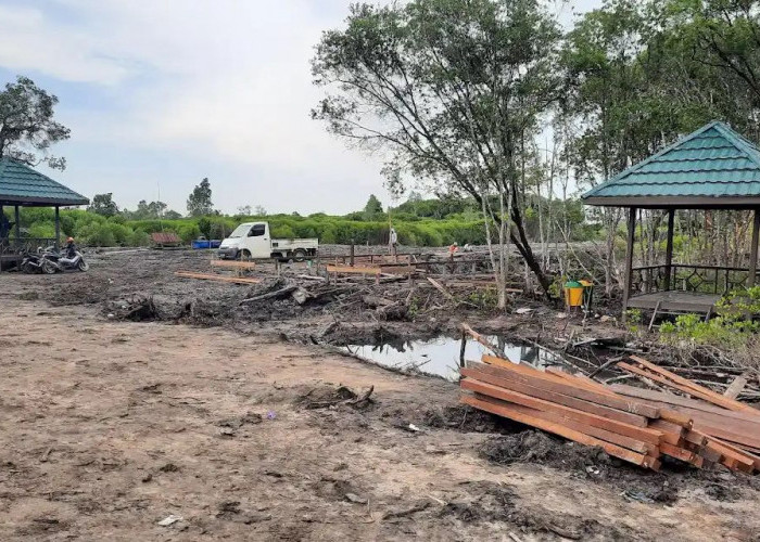 Mangrove Kutim Jadi Korban Alih Fungsi, Pemkab Terganjal Kewenangan untuk Menindak