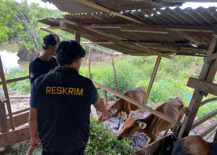 Dipercaya Jaga Ternak, Pria di Paser Malah Curi Sapi yang Dititipkan