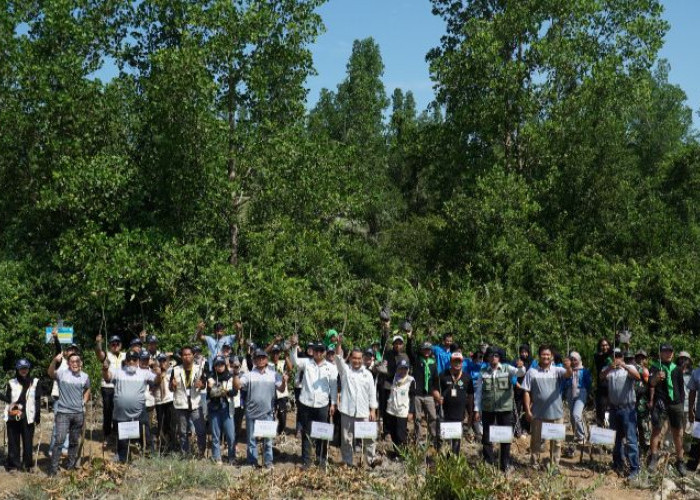 Pentingnya Ekosistem Mangrove, PT Berau Coal Bersama Mitra Lakukan Aksi Nyata Rawat Kawasan Pesisir