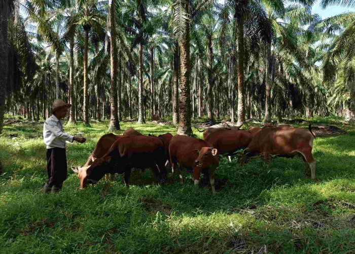 Dapat Hibah 200 Ekor Sapi, Dua Koperasi di Paser Jadi Proyek Percontohan 