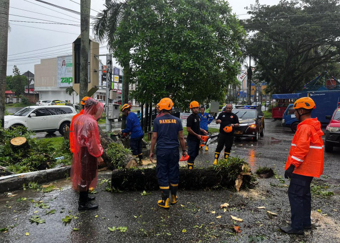 Akibat Hujan Deras di Balikpapan, Sebuah Mobil Tertimpa Pohon  