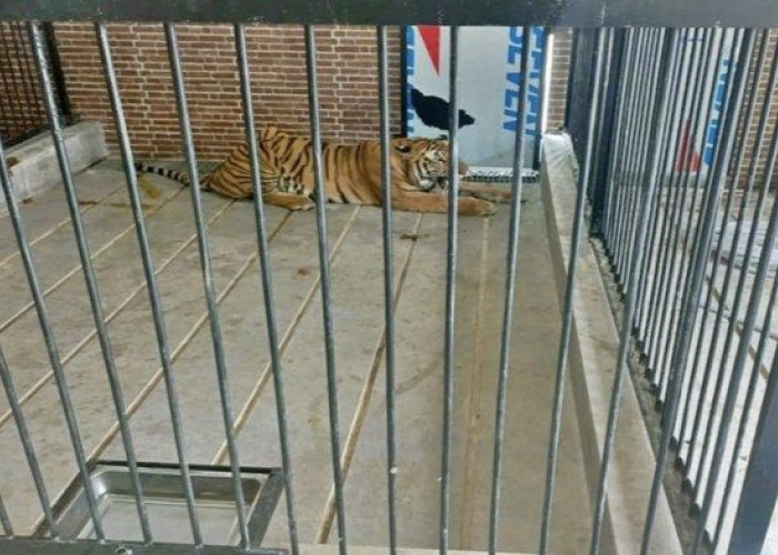 Mengerikan, Pria di Samarinda Tewas Diterkam Harimau Peliharaan Majikan