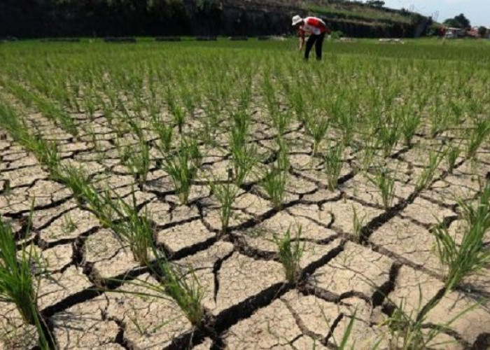 BMKG Ingatkan Potensi Bencana Kelaparan akibat Perubahan Iklim