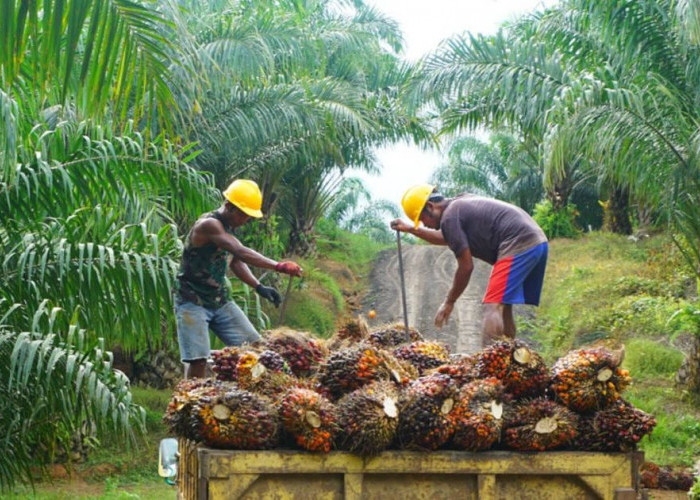 Miliki Potensi Ekonomi, Ketua DPRD Mahulu Dukung Pengembangan Sektor Perkebunan Sawit