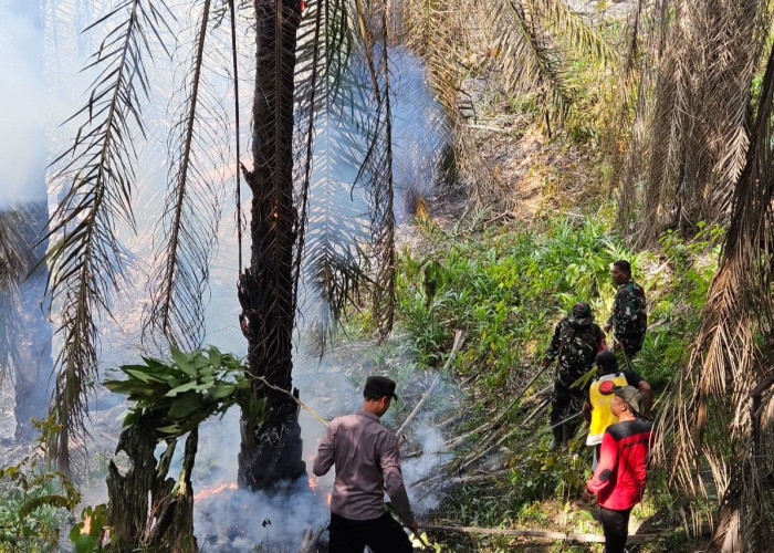 57,4 Hektare Kawasan di Kutim Terbakar, Polisi Ingatkan Pemilik Lahan Harus Bertanggung Jawab