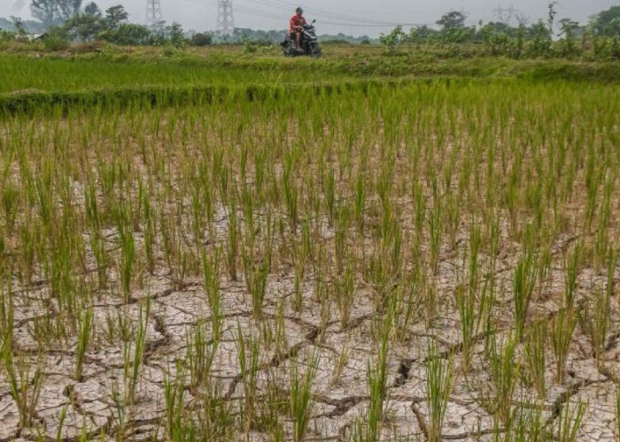 Petani Semurut Berau Gagal Panen Akibat Kemarau Ekstrem, Pemerintah Siapkan Bantuan